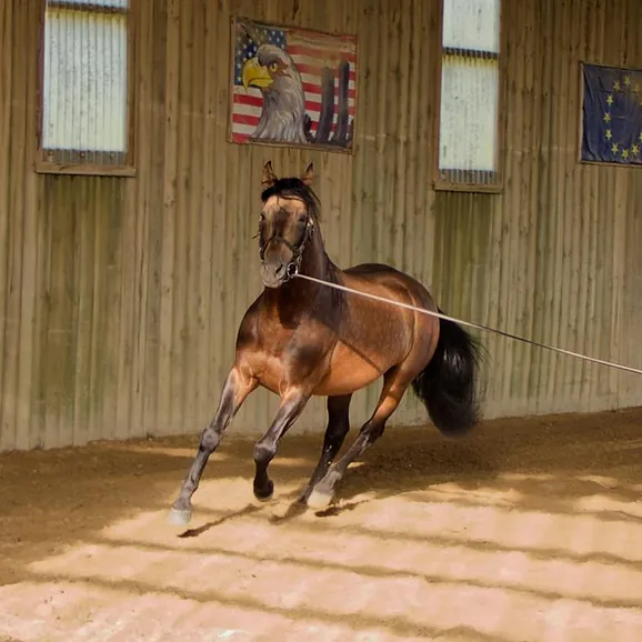 Saillie et Reproduction